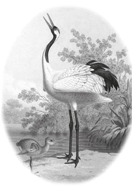 12 животных в мировом искусстве - i_025.jpg