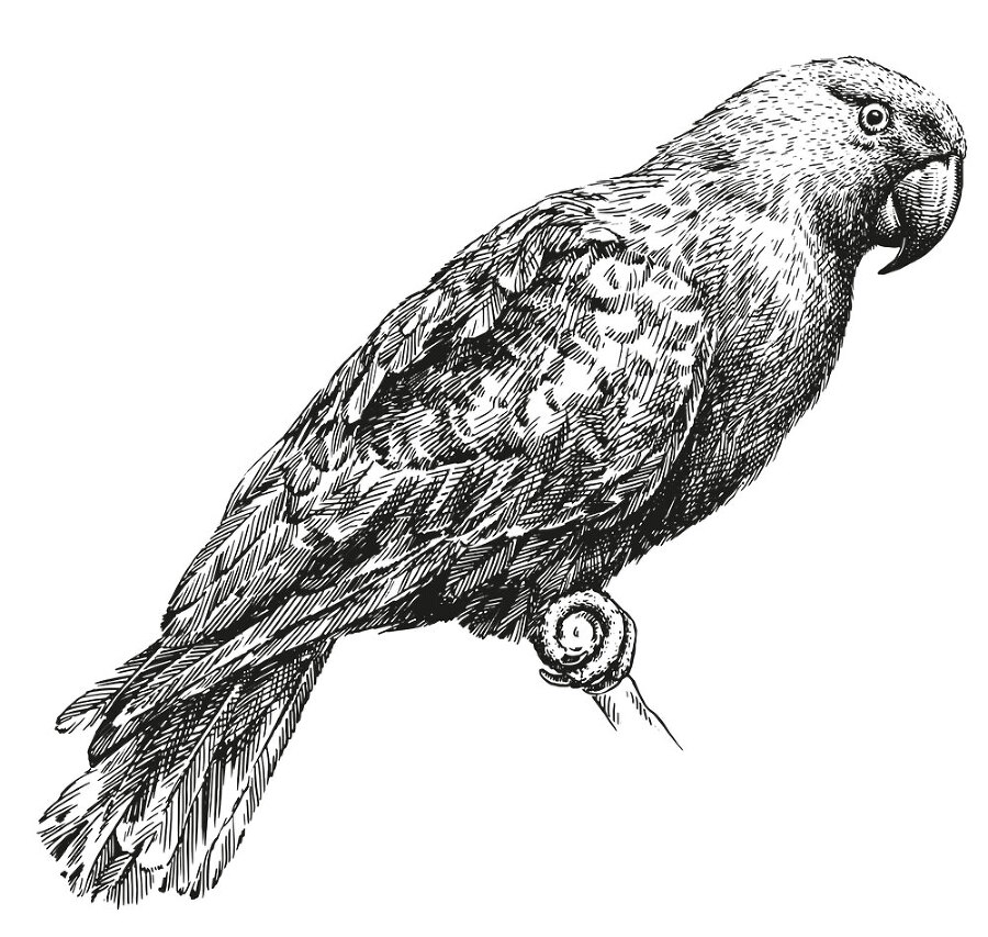 12 животных в мировом искусстве - i_032.jpg