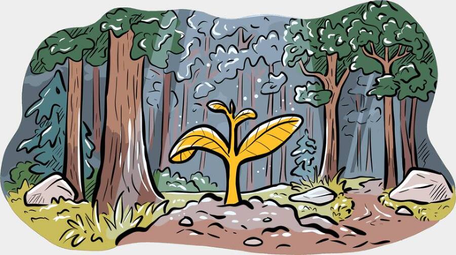 Сорняк (СИ) - img_30