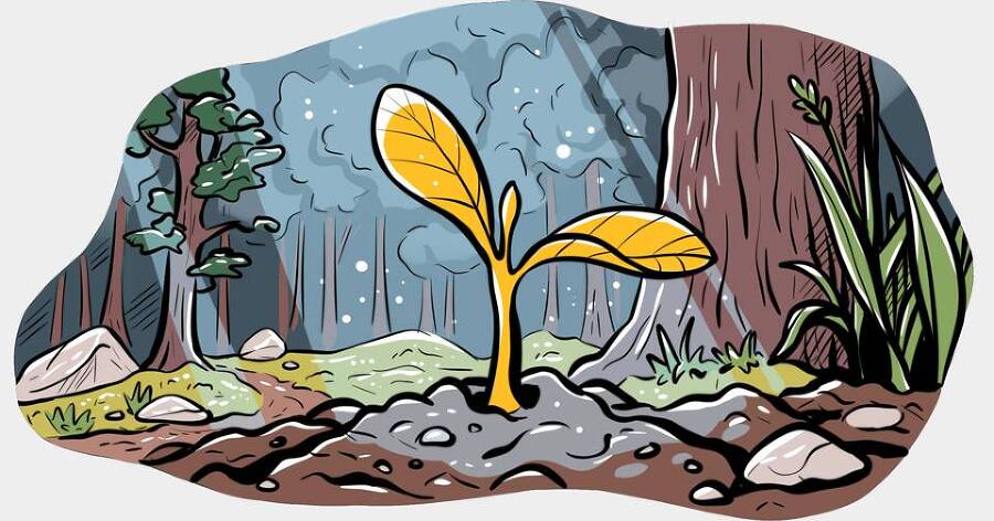 Сорняк (СИ) - img_25