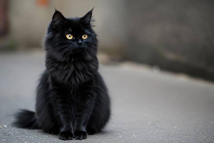 Имперский Провидец (СИ) - img_1