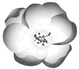 Зимняя бегония. Том 2 - i_001.jpg