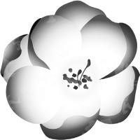 Зимняя бегония. Том 2 - i_004.jpg