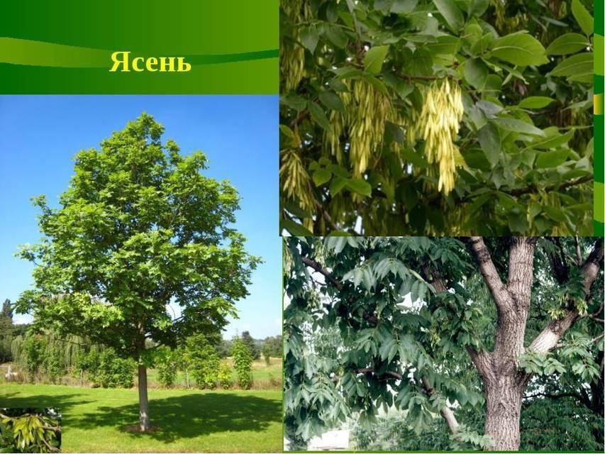 Типичный огородник 2 (СИ) - img_79