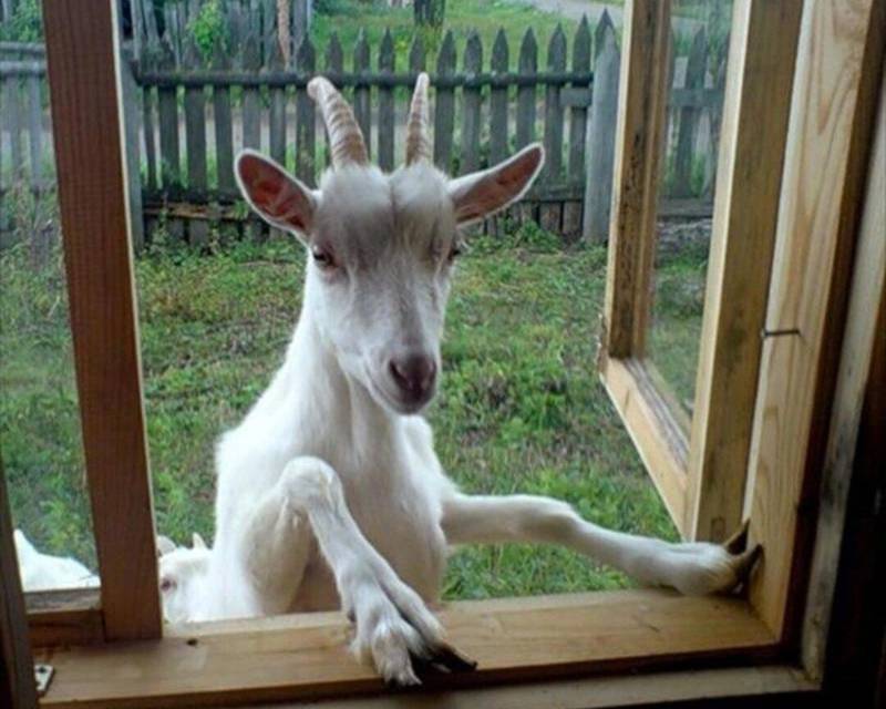 Господин следователь. Книга седьмая (СИ) - _2.jpg