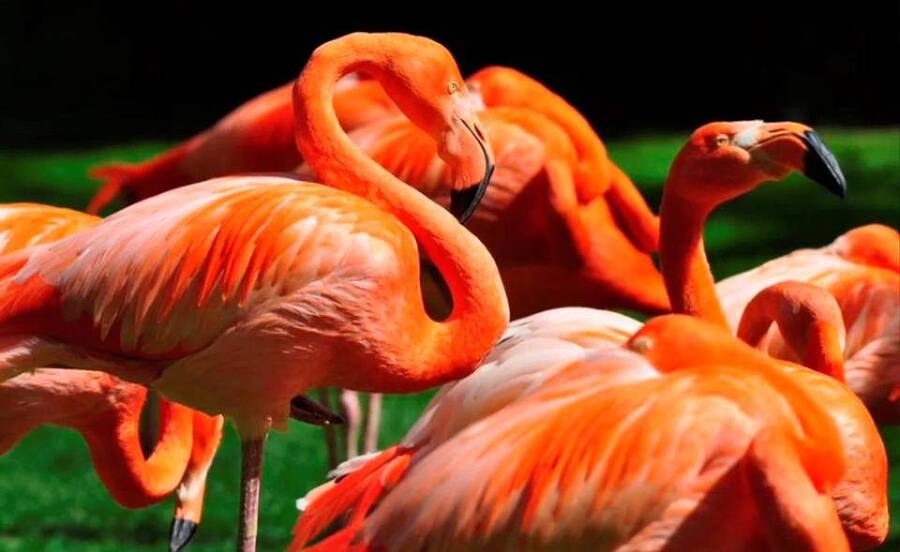 Сад для вороны (СИ) - img_9