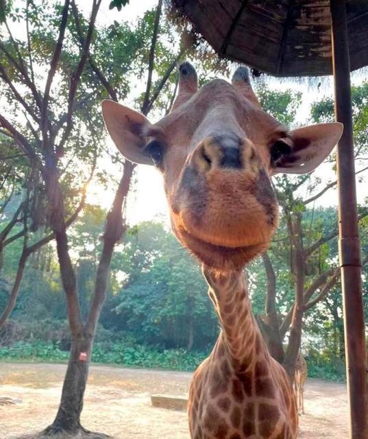 Сад для вороны (СИ) - img_20