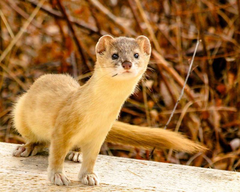 Ниочема 4 (СИ) - img_3