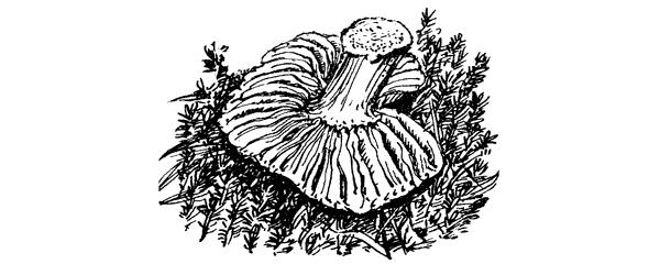 Третья охота. Григоровы острова. Трава - i_012.png