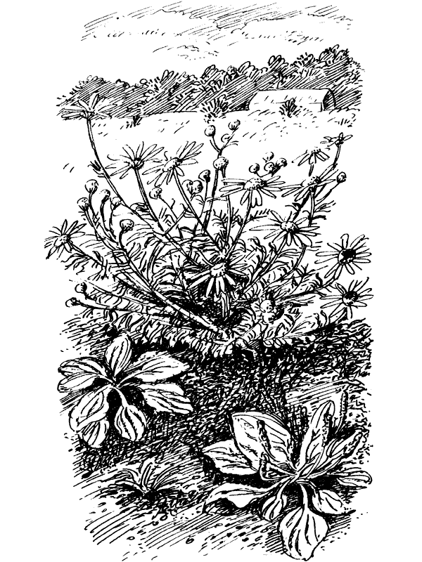 Третья охота. Григоровы острова. Трава - i_022.png