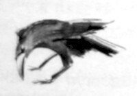 Жаворонок - i_007.jpg