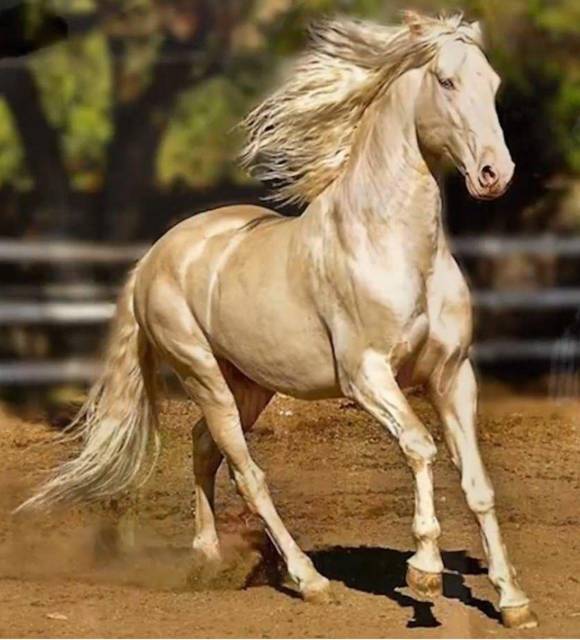 Наследник двух Корон (СИ) - img_65