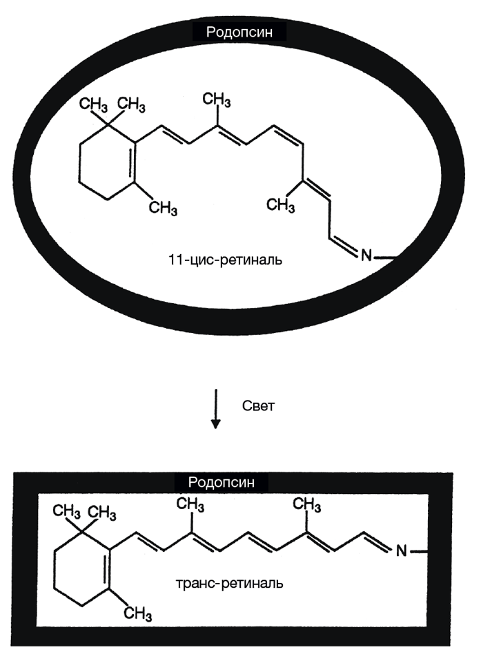 Черный ящик Дарвина: Биохимический вызов теории эволюции - i_006.png
