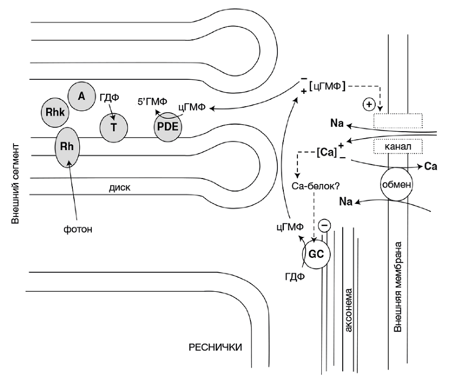 Черный ящик Дарвина: Биохимический вызов теории эволюции - i_007.png