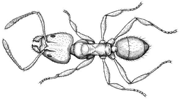 Планета муравьёв - img_16