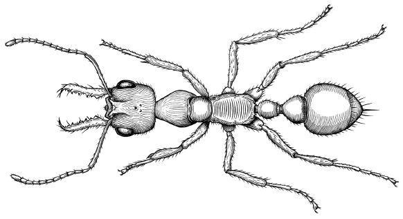 Планета муравьёв - img_24