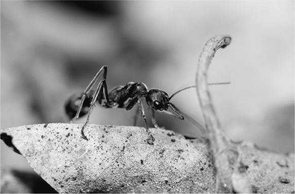 Планета муравьёв - img_29