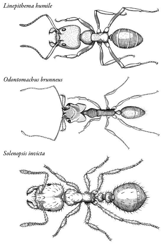 Планета муравьёв - img_8
