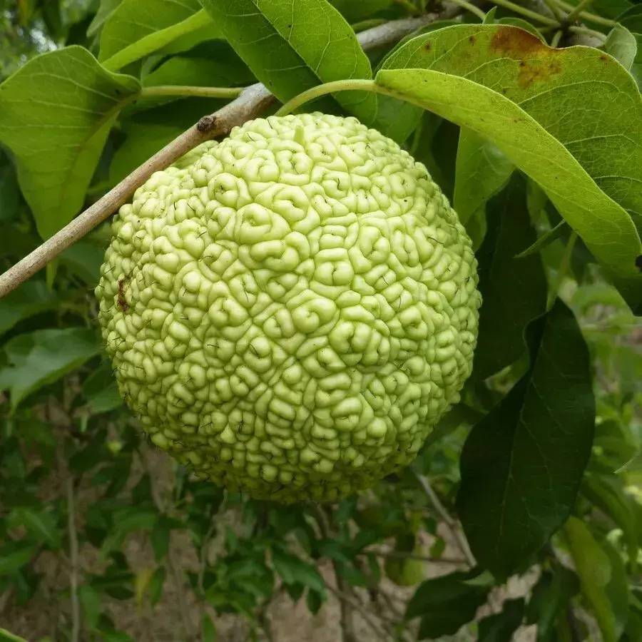 Через океан на «Морской черепахе» (СИ) - i_002.jpg