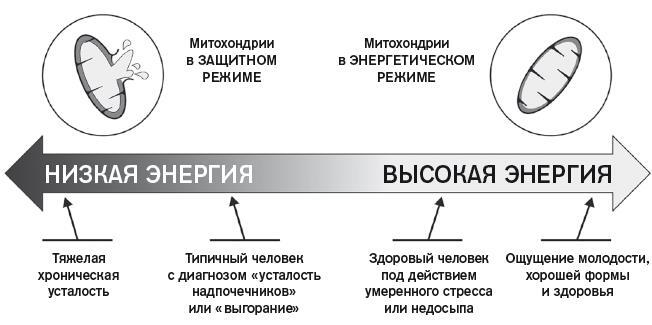 Еда для энергии. Как победить усталость, зарядить свой мозг и быть активным целый день - i_002.jpg