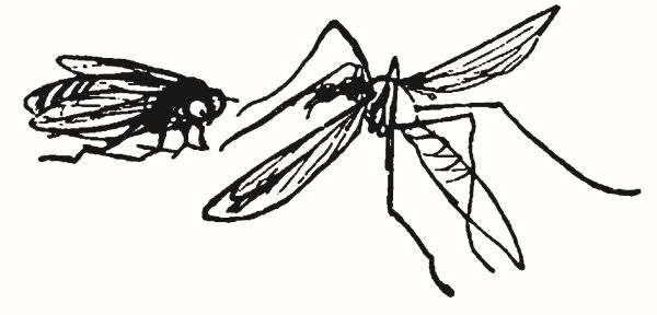 Большая книга чепухи - i_122.jpg