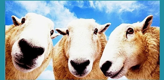 Социология идиота. 95% - img_8