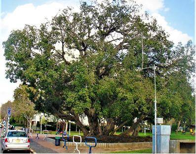 Тяжёлая работа и жизнь в Израиле - _0.jpg