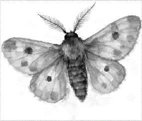 Энтомология для слабонервных - img_1