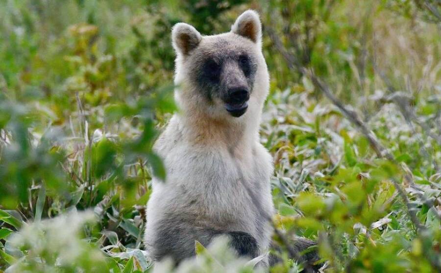 Харза из рода куниц (СИ) - img_3