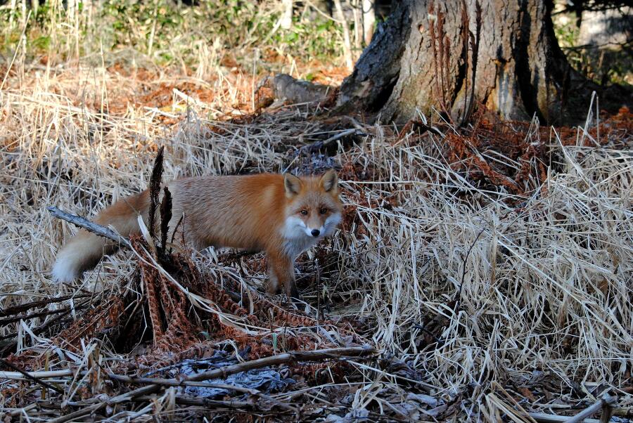 Харза из рода куниц (СИ) - img_15