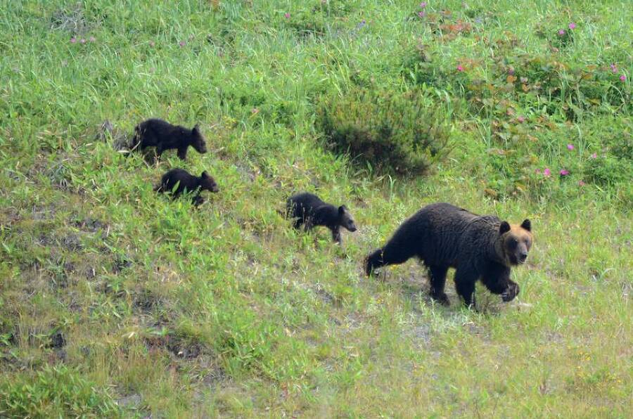 Харза из рода куниц (СИ) - img_29