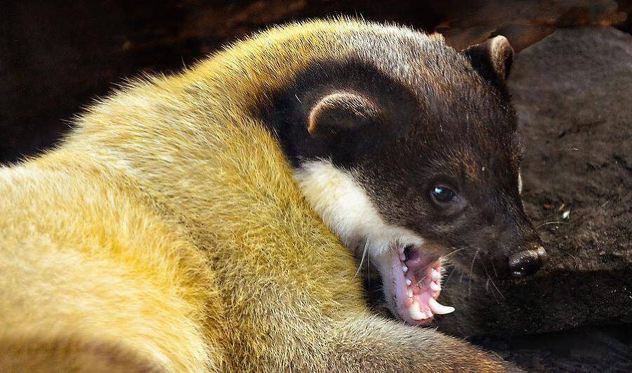 Харза из рода куниц (СИ) - img_1