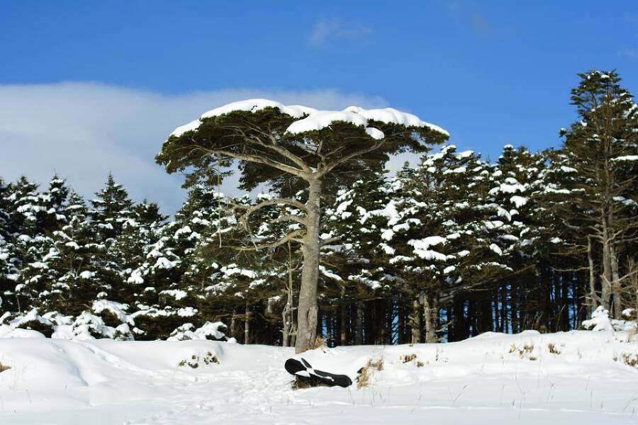 Харза из рода куниц (СИ) - img_16