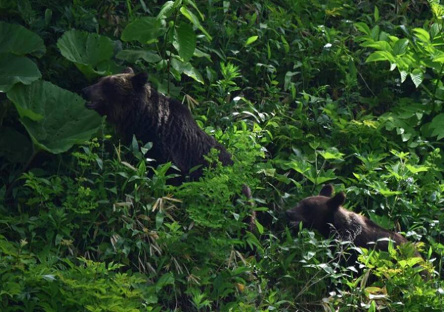 Харза из рода куниц (СИ) - img_28