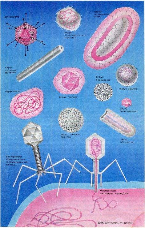 От пекарни до биофабрики. Обзор достижений биотехнологии - image0036.jpg