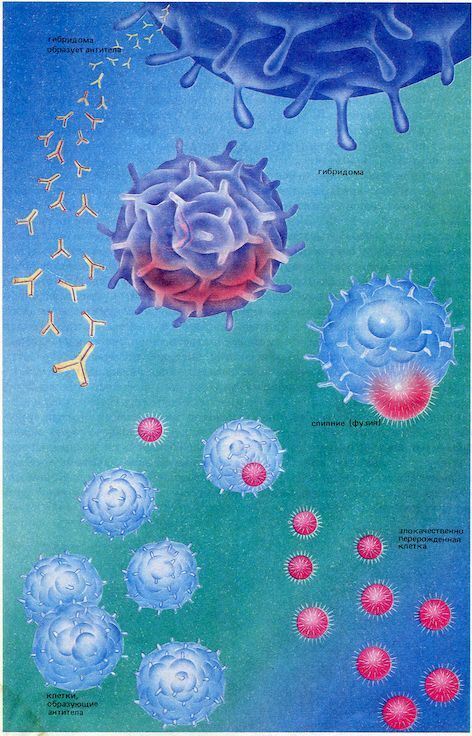 От пекарни до биофабрики. Обзор достижений биотехнологии - image0041.jpg