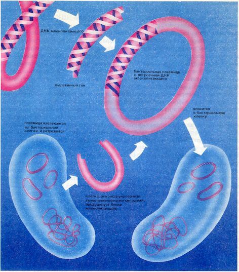 От пекарни до биофабрики. Обзор достижений биотехнологии - image0065.jpg