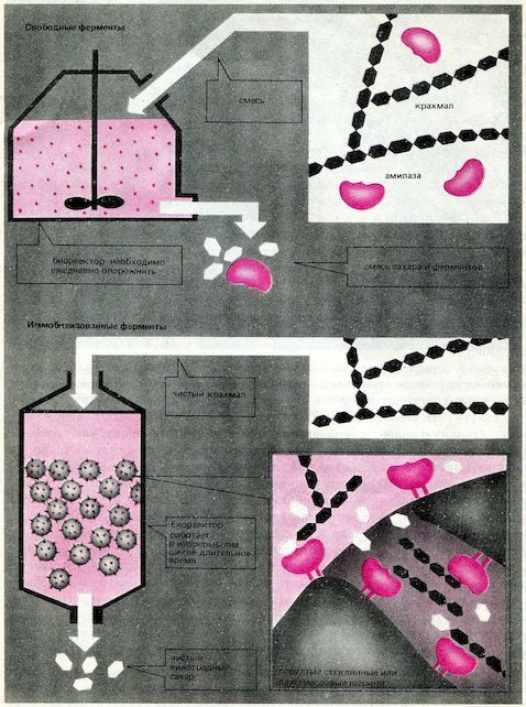 От пекарни до биофабрики. Обзор достижений биотехнологии - image0097.jpg