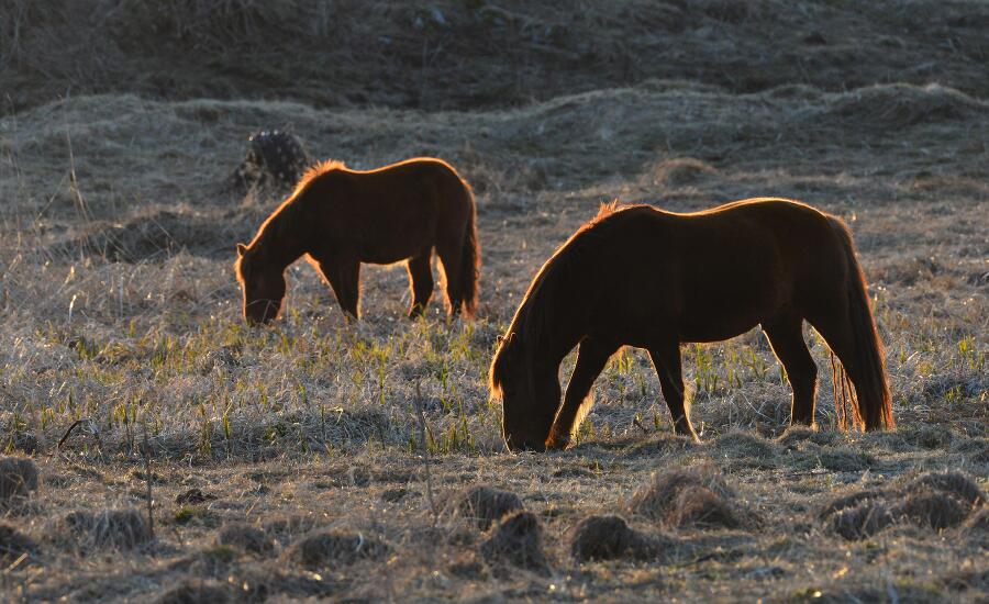 Харза кусается (СИ) - img_1