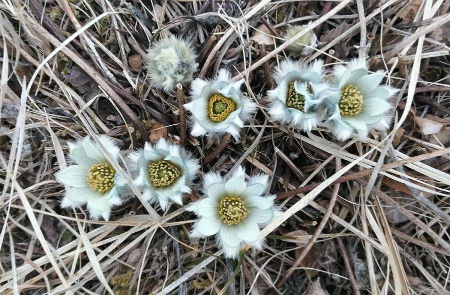 Харза кусается (СИ) - img_4