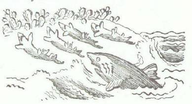 Сказки (иллюстрации Конашевича В.М.) - _134.jpg