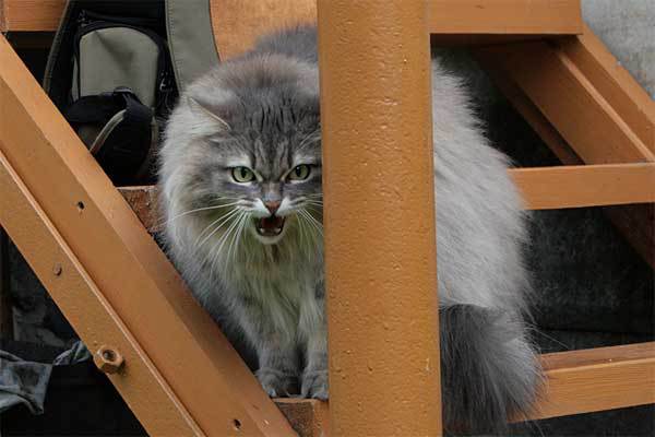 Охотник на ведьм (СИ) - _pic19.jpg