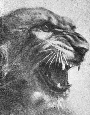 Всемирный следопыт, 1928 № 01 - _48.jpg