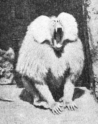 Всемирный следопыт, 1928 № 01 - _49.jpg