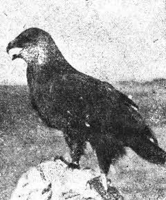 Всемирный следопыт, 1930 № 07 - _16.jpg