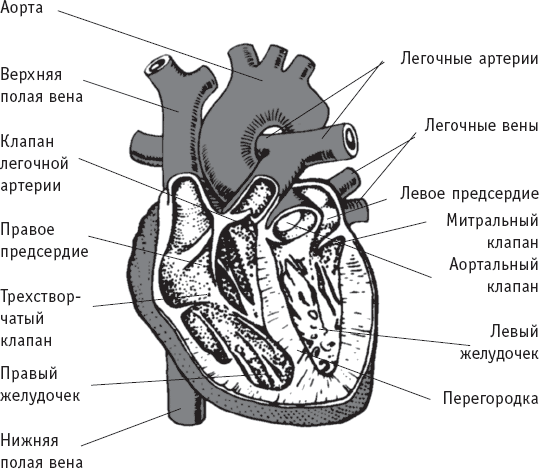 Домашняя медицинская энциклопедия. Симптомы и лечение самых распространенных заболеваний - _1.png