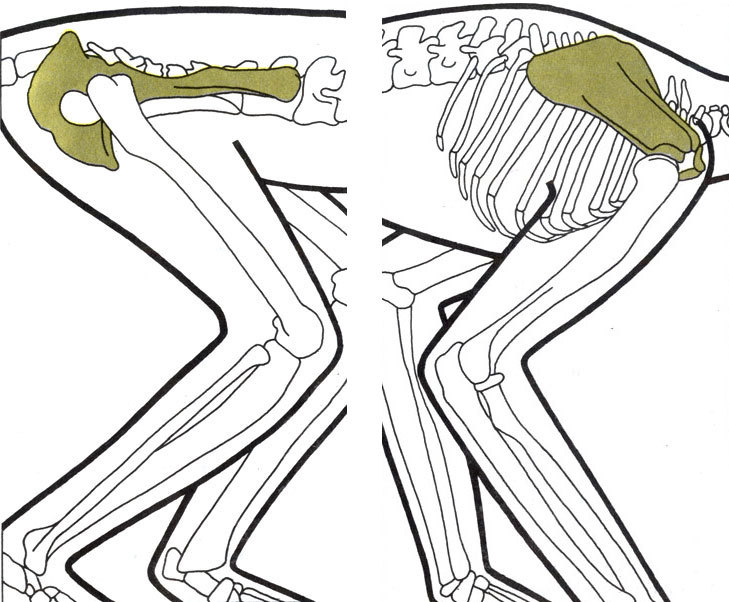 Жизнь до человека - _103.jpg