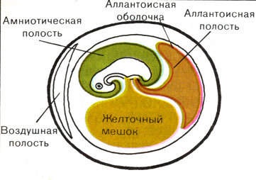Жизнь до человека - _108.jpg