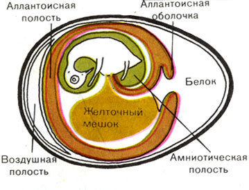 Жизнь до человека - _111.jpg