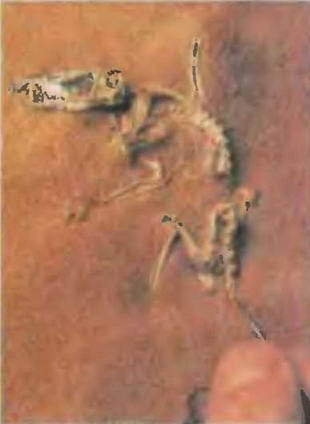 Знание-сила, 1998 № 03 (849) - _13.jpg